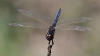 J17_1515 Selysiothemis nigra male